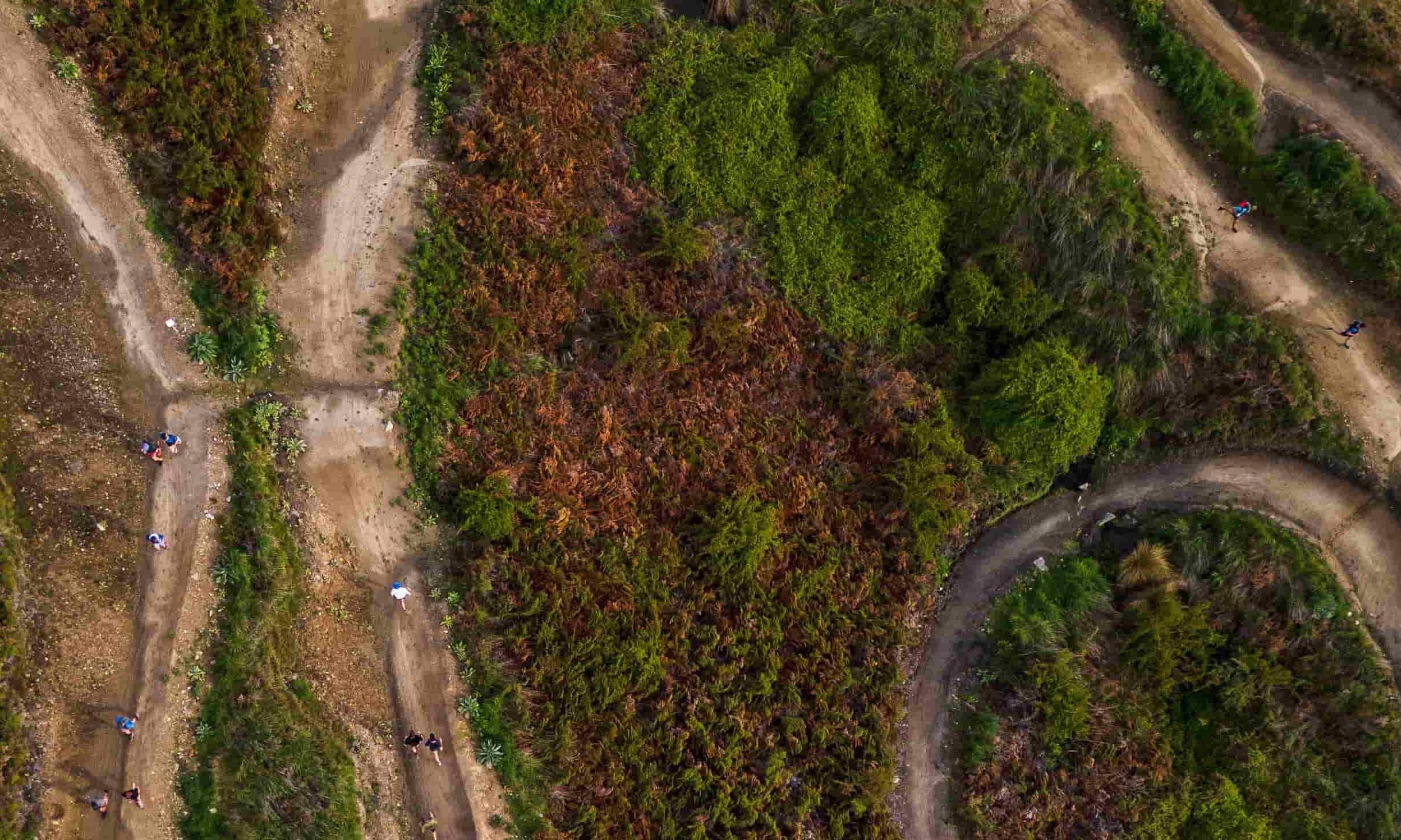 Aerial shot of a trail winding itself around green shrub.