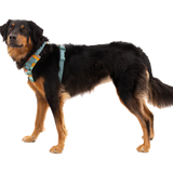 Ruffwear Front Range® Dog Harness