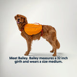 Medium dog wearing the Ruffwear Approach Pack in Campfire Orange, size guide example