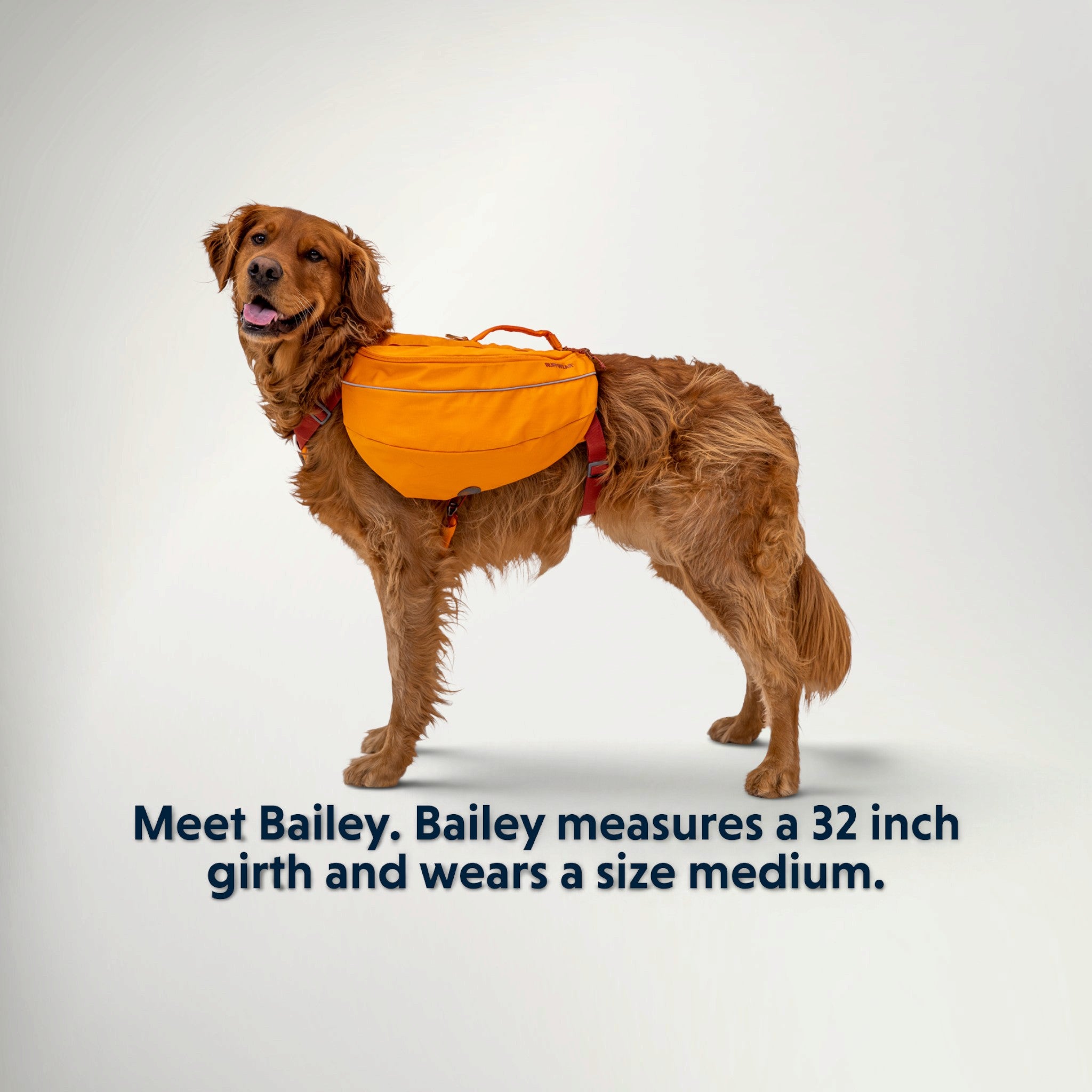 Medium dog wearing the Ruffwear Approach Pack in Campfire Orange, size guide example