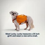 Small dog wearing the Ruffwear Approach Pack in Campfire Orange, size guide example