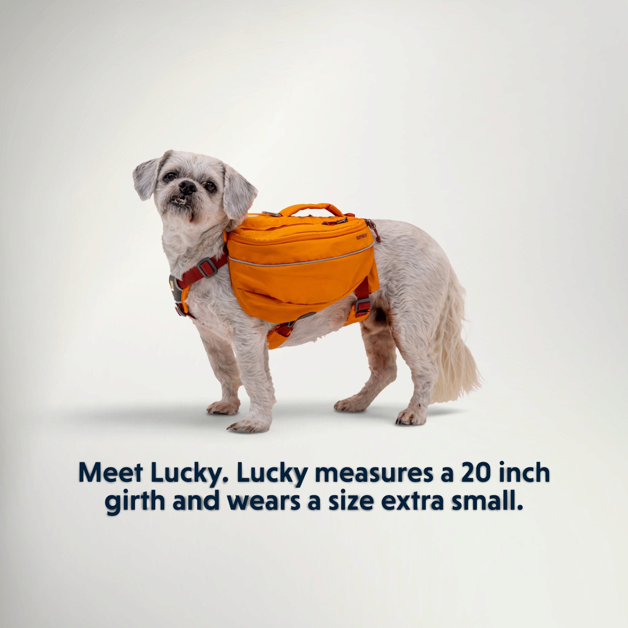 Small dog wearing the Ruffwear Approach Pack in Campfire Orange, size guide example